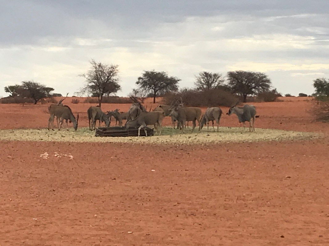 Kalahari