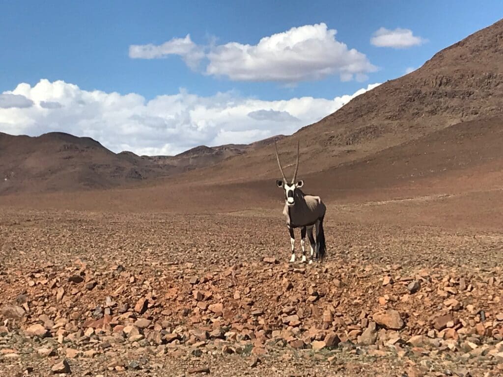 Oryx del Namib