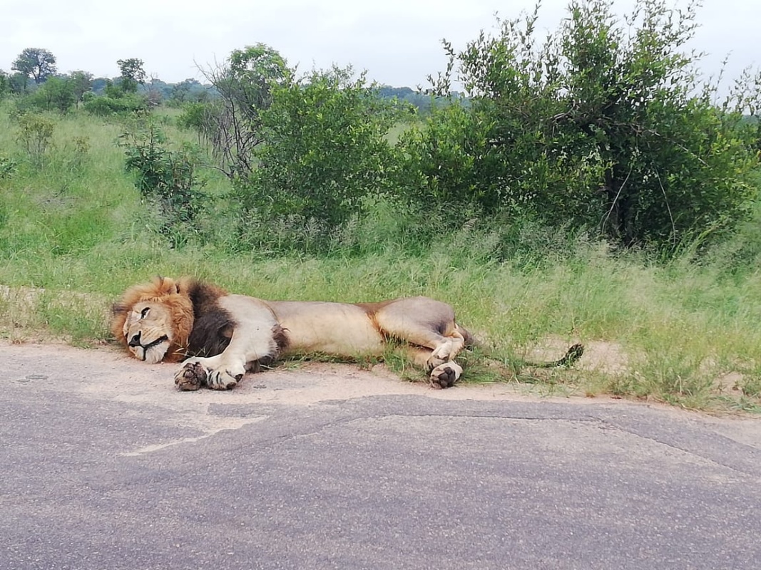 Kruger Park Safaris 