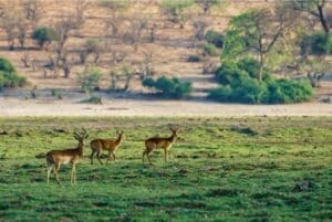 National Parks in Botswana