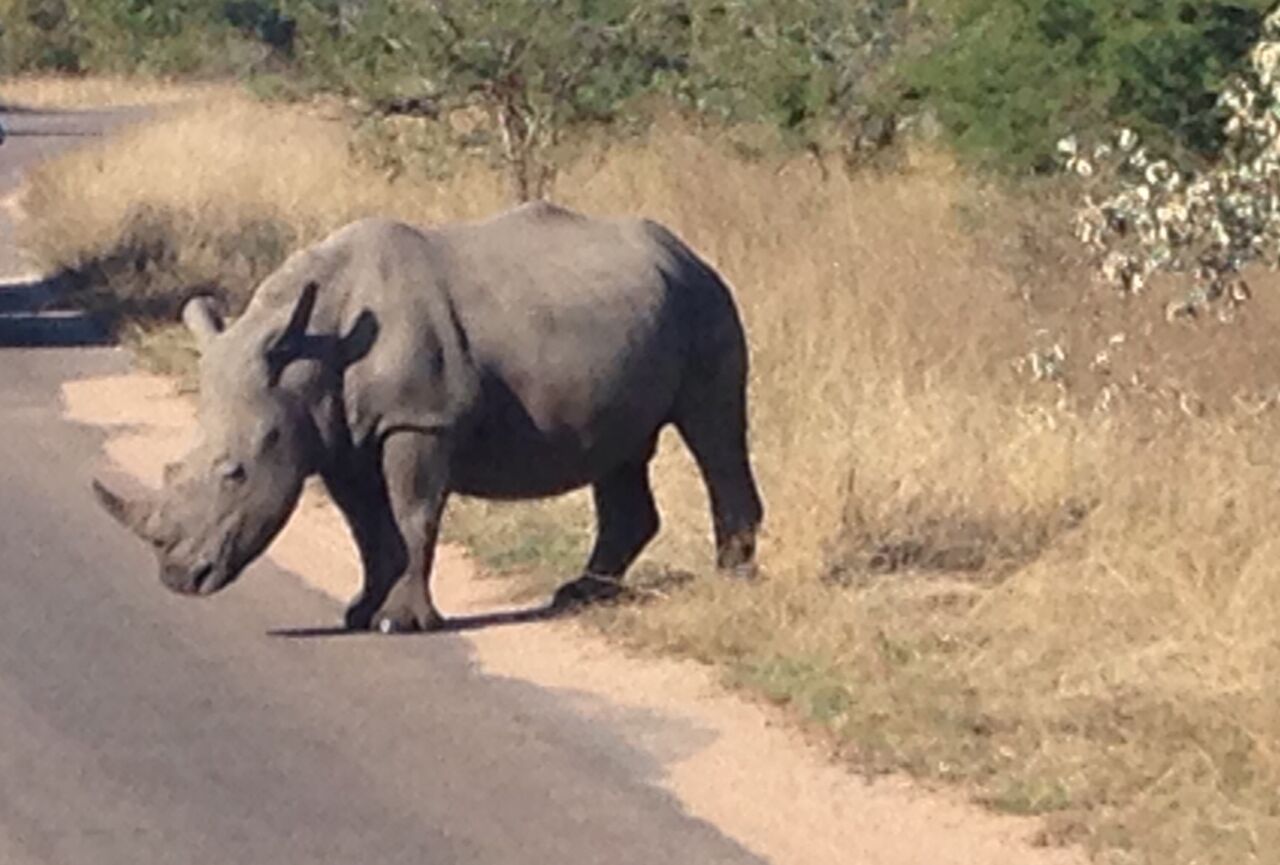 Kruger Park Safaris