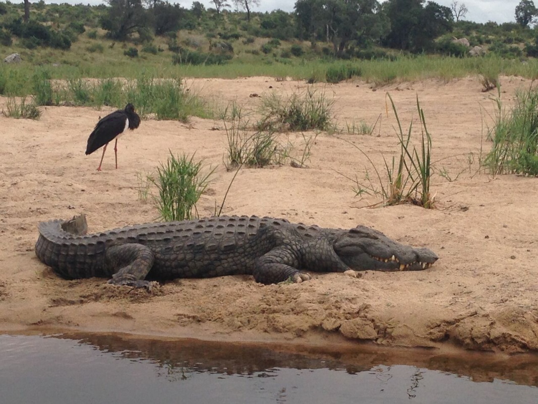 African Crocodile