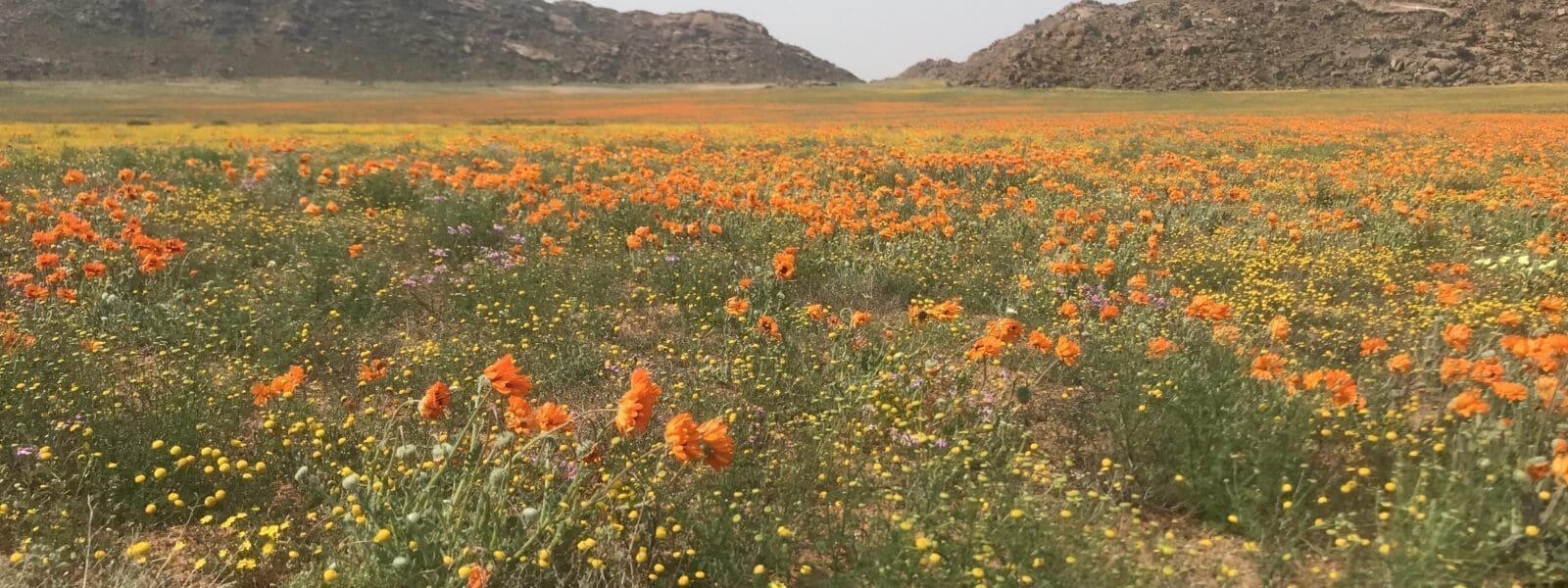 Namaqualand