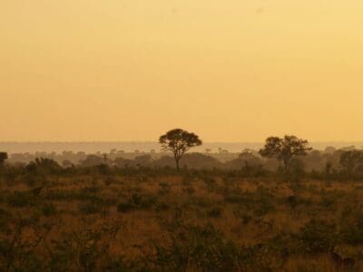 Kruger Park Safaris