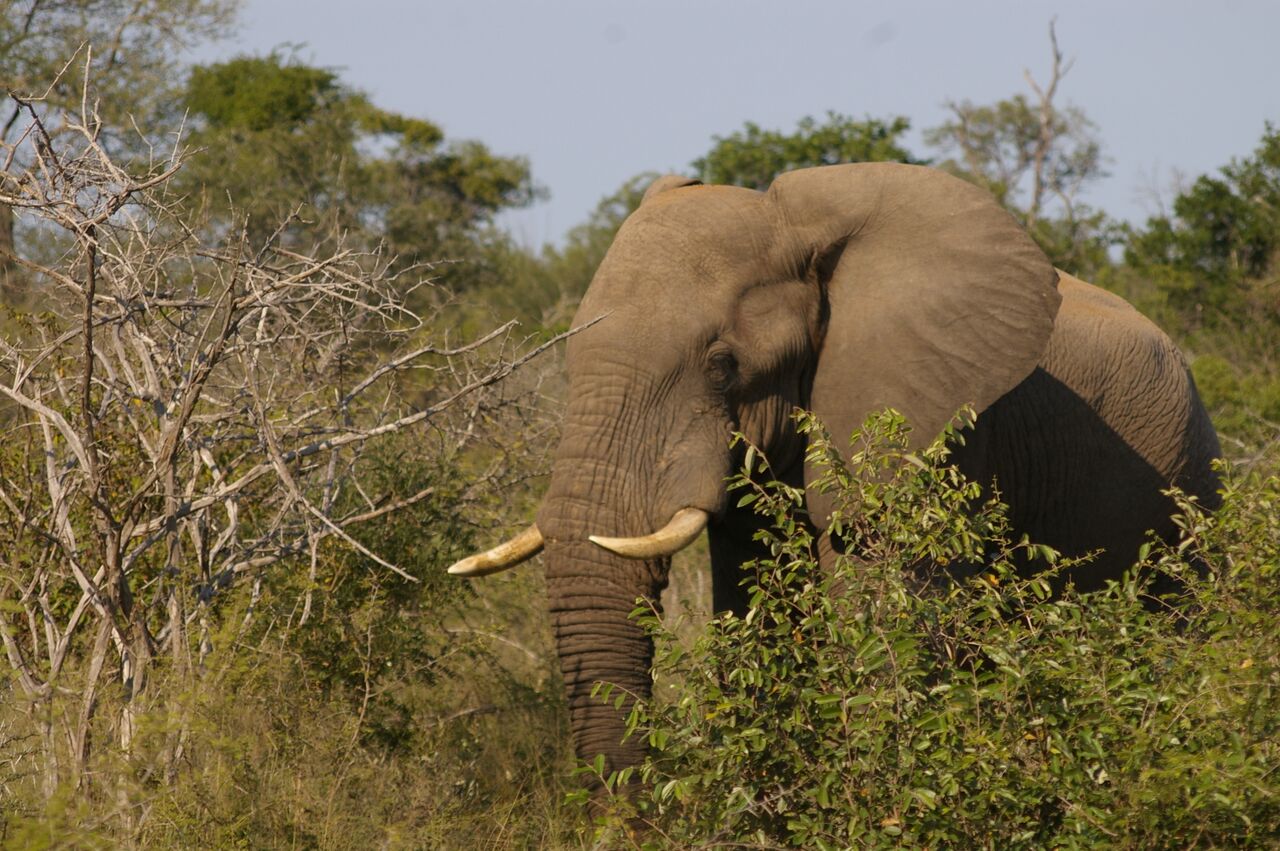 Kruger Elephant