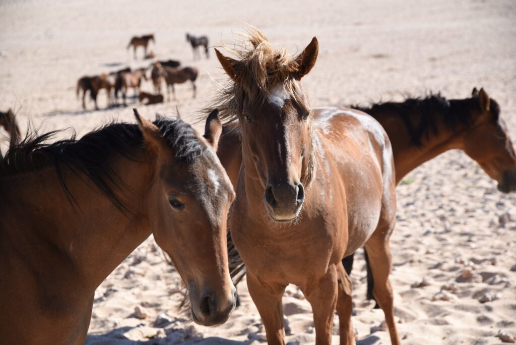 Namibia Wild Horses