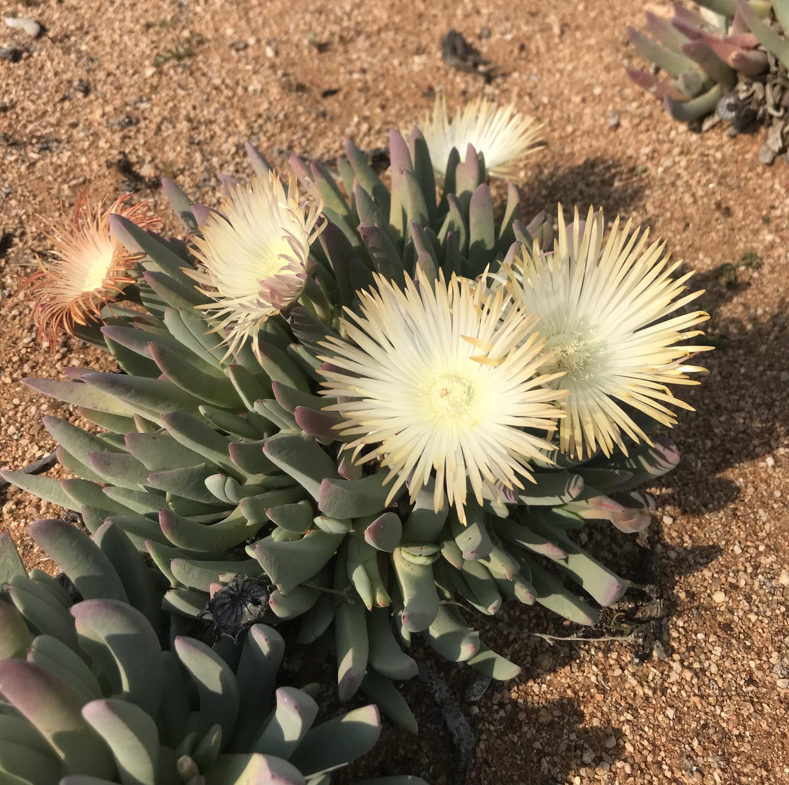 Namaqualand Nature Reserve