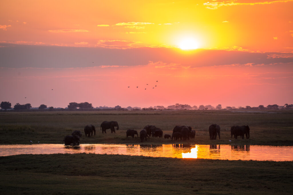 Chobe National Park