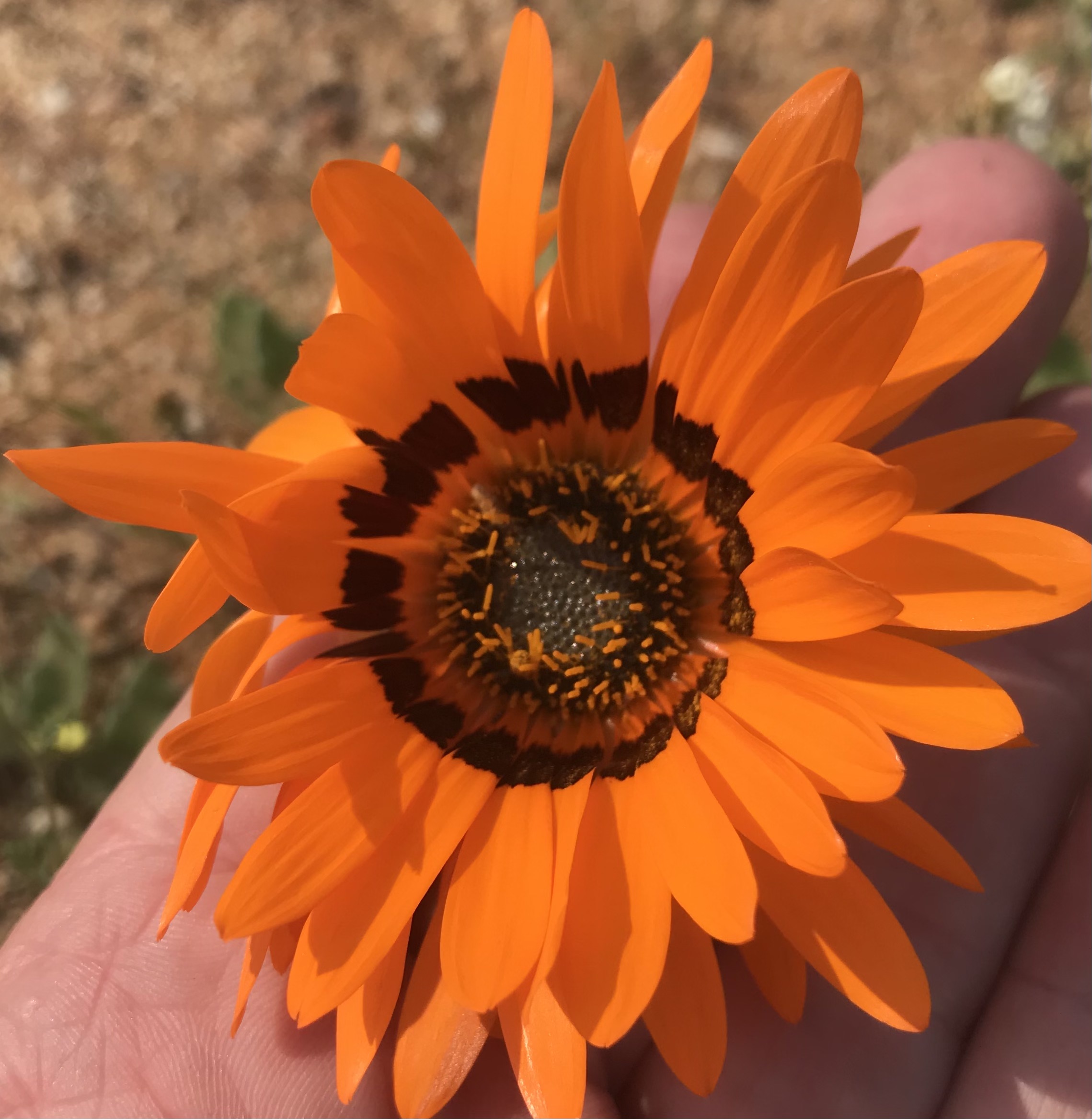 Namaqua Wild Flowers