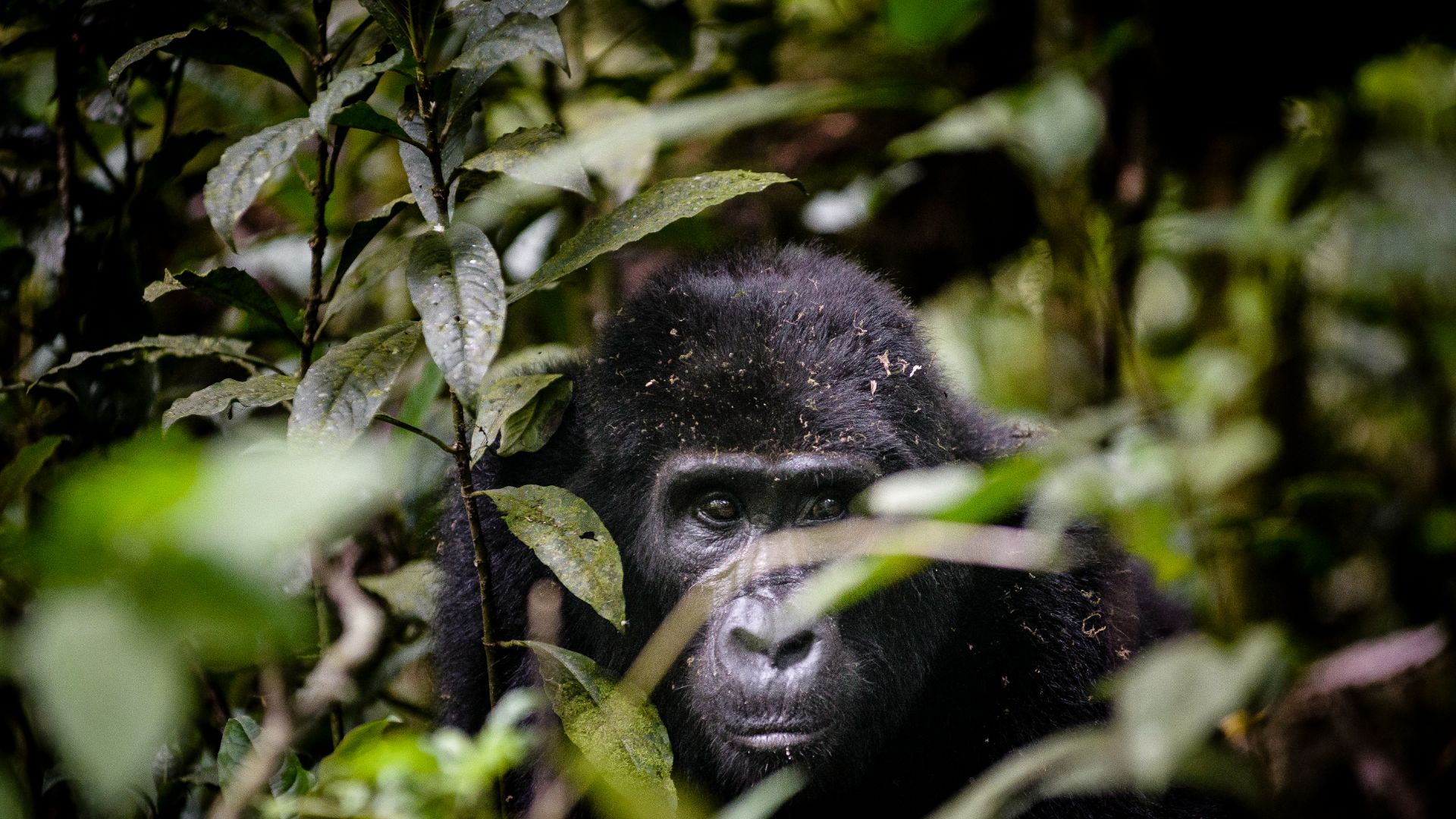 Uganda Gorilla safaris 