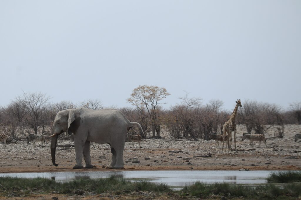 Etosha National Park