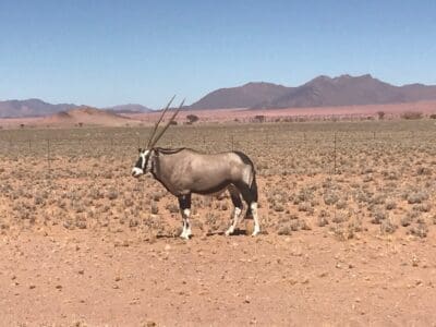 Namibia Oryx Gazelle