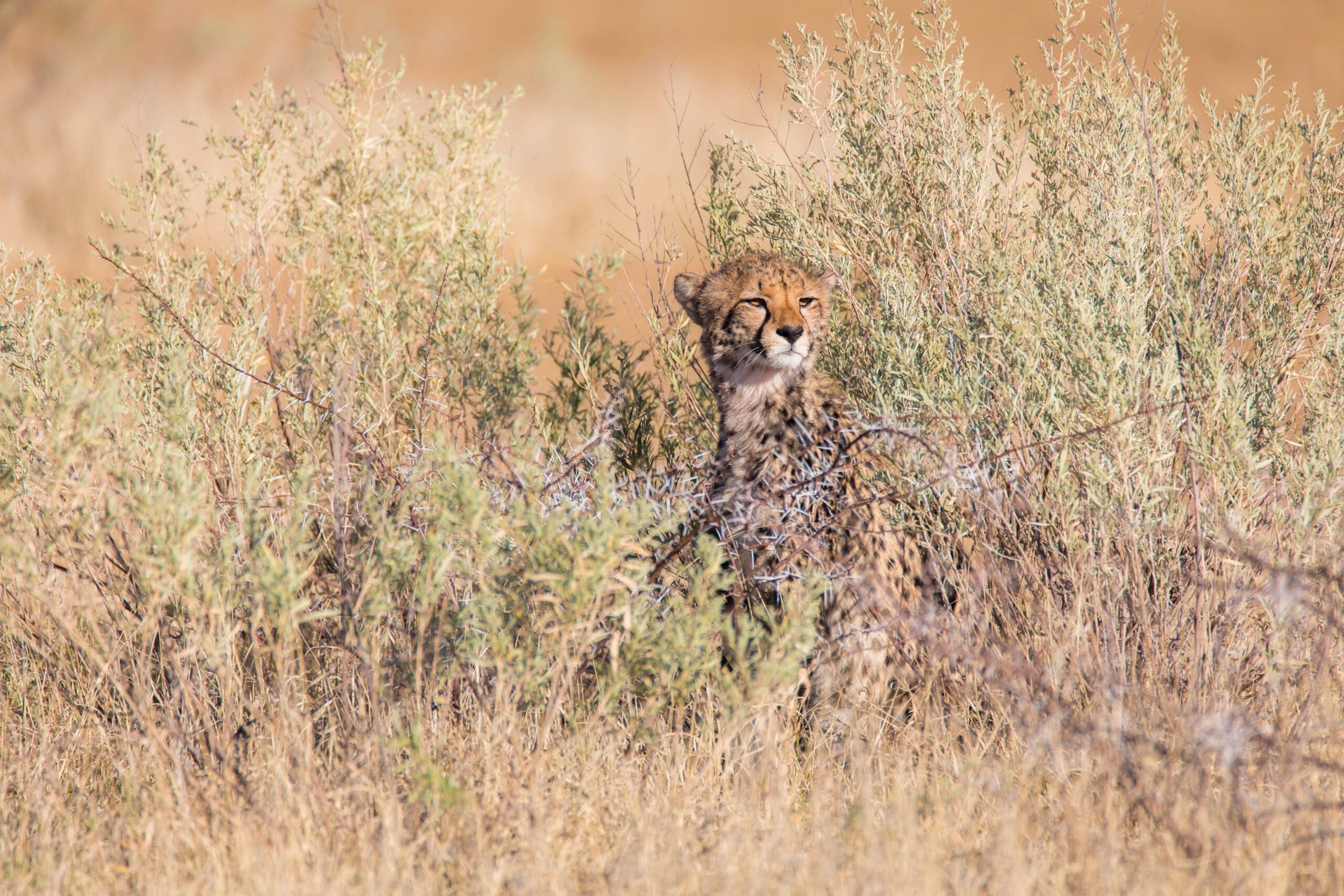 Kalahari Cheetah