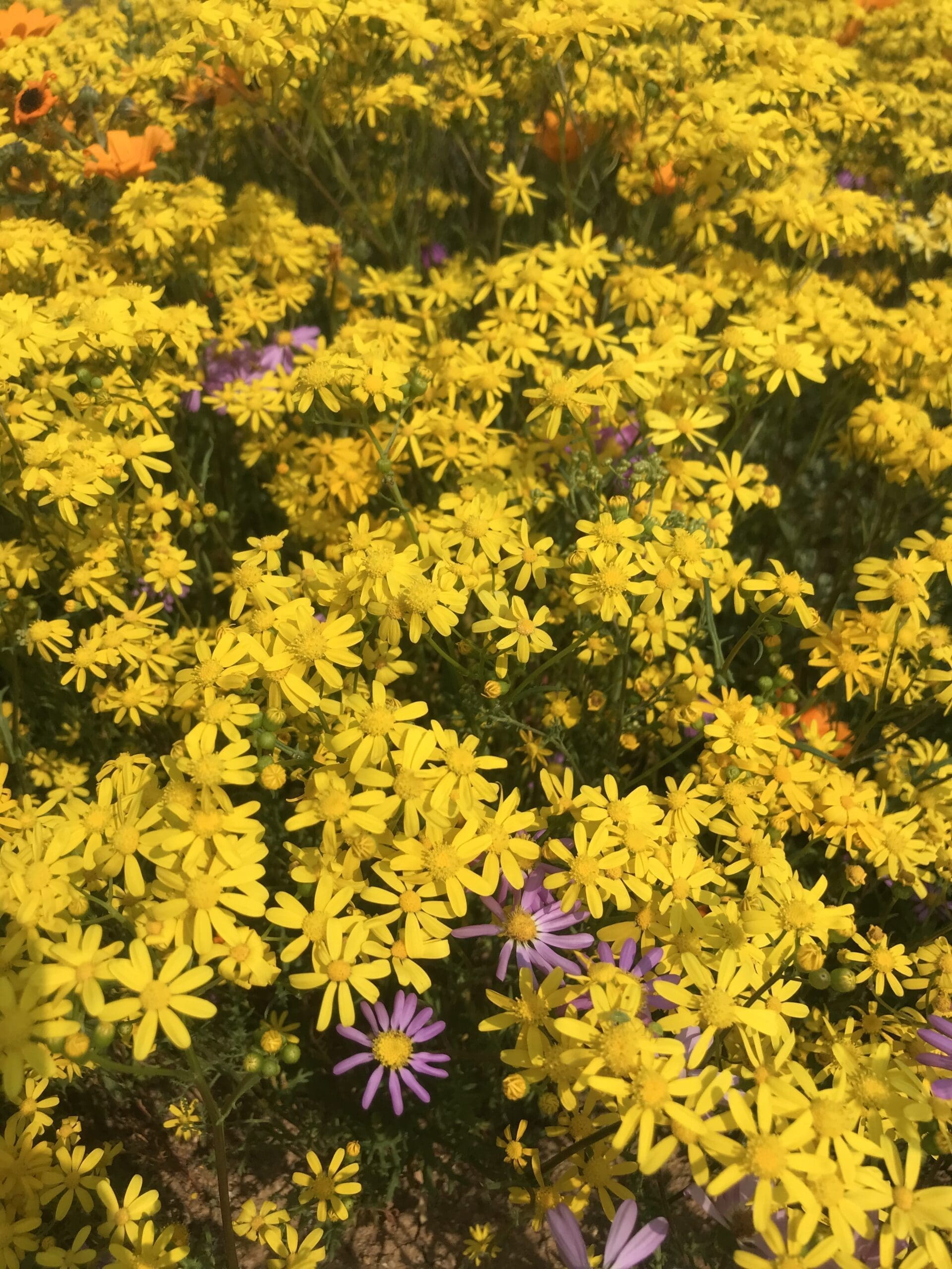 Namaqualand Flowers field | Sandy Tracks