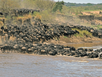 Wildebeest Migration