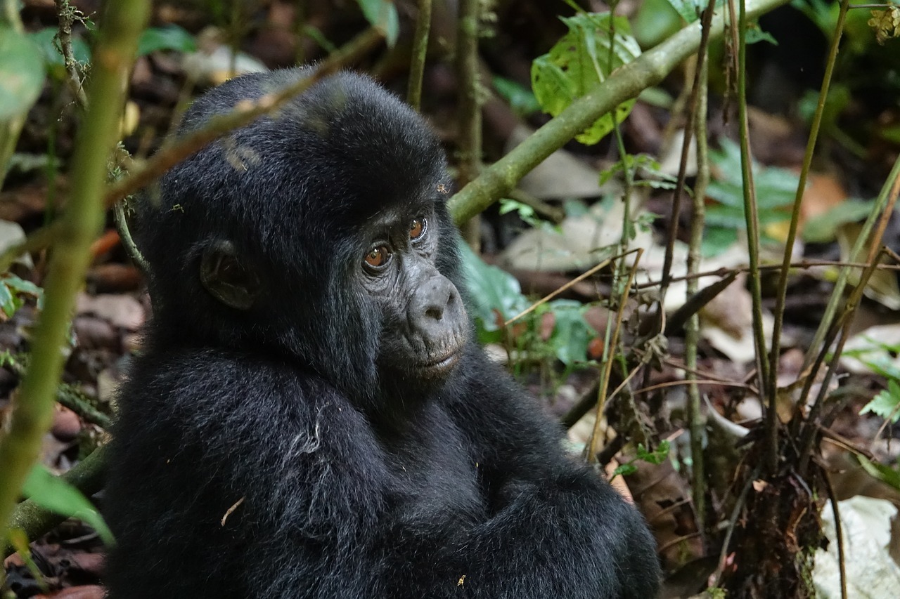 Uganda Gorilla Safaris 