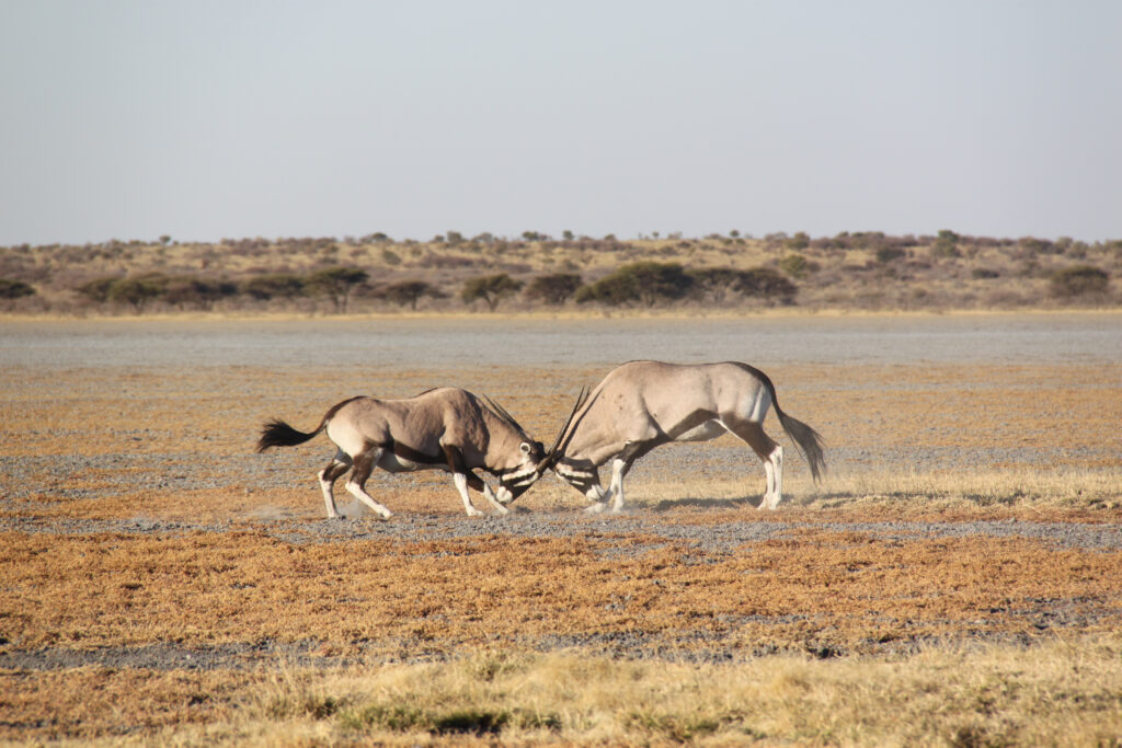 Nxai Pan National Park 