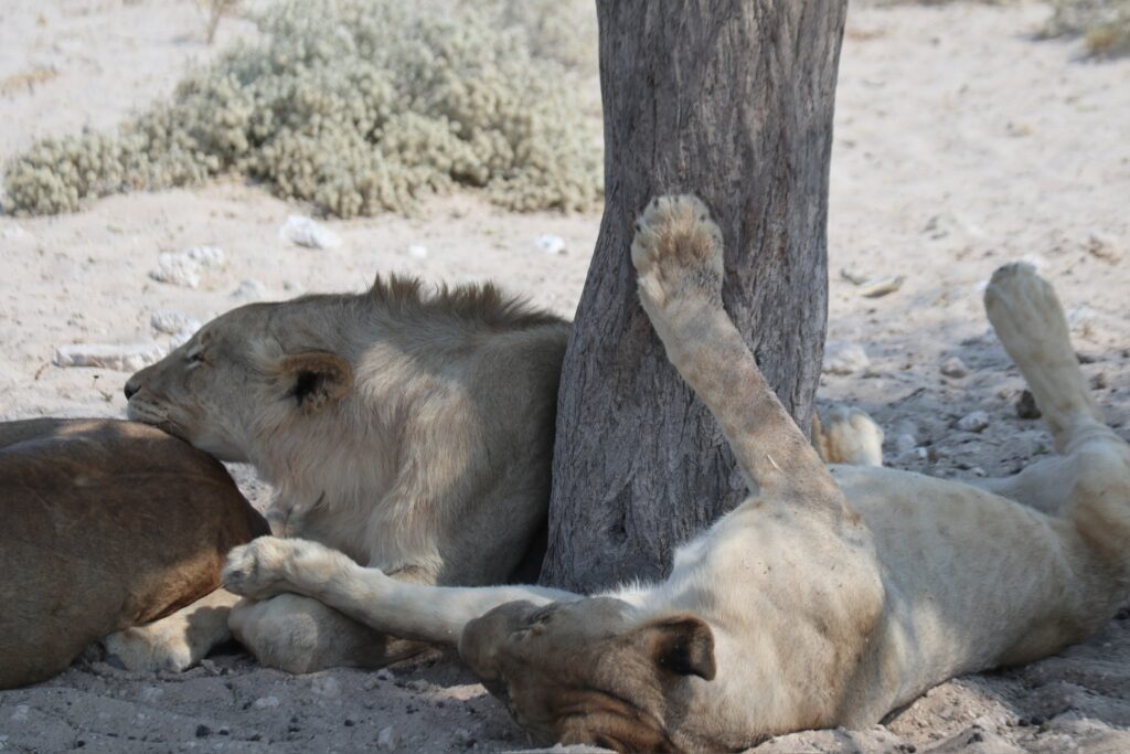 Etosha National Park 