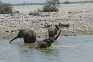 Etosha Nationaal Park