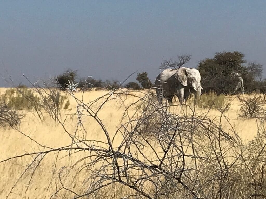 Parco Nazionale Etosha