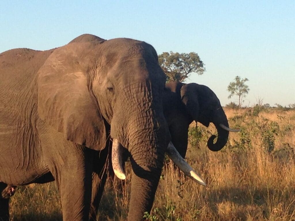 Eelefante africano