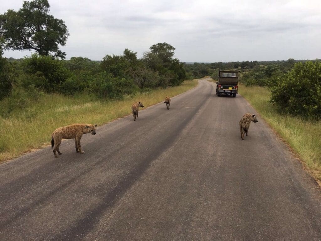 Unità di caccia del Kruger