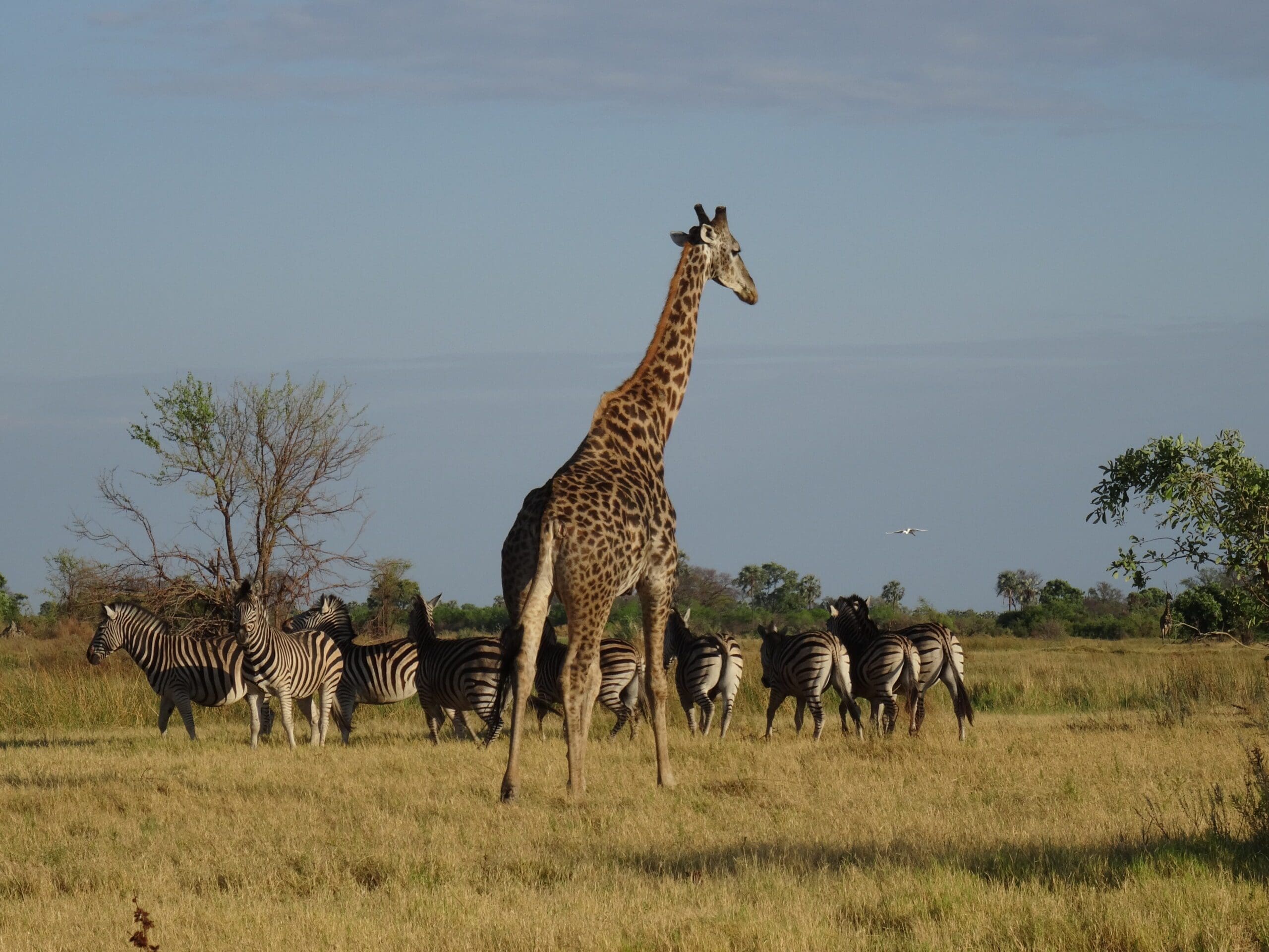 Moremi Game Reserve