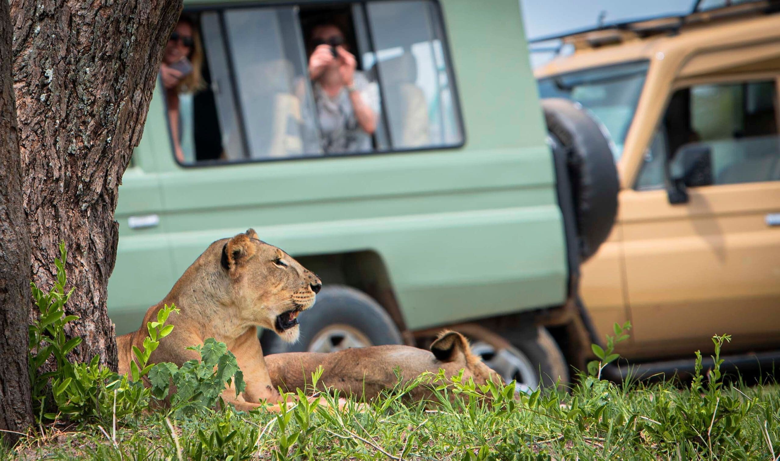 Tanzania Game Drive