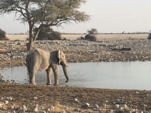 Etosha National Park