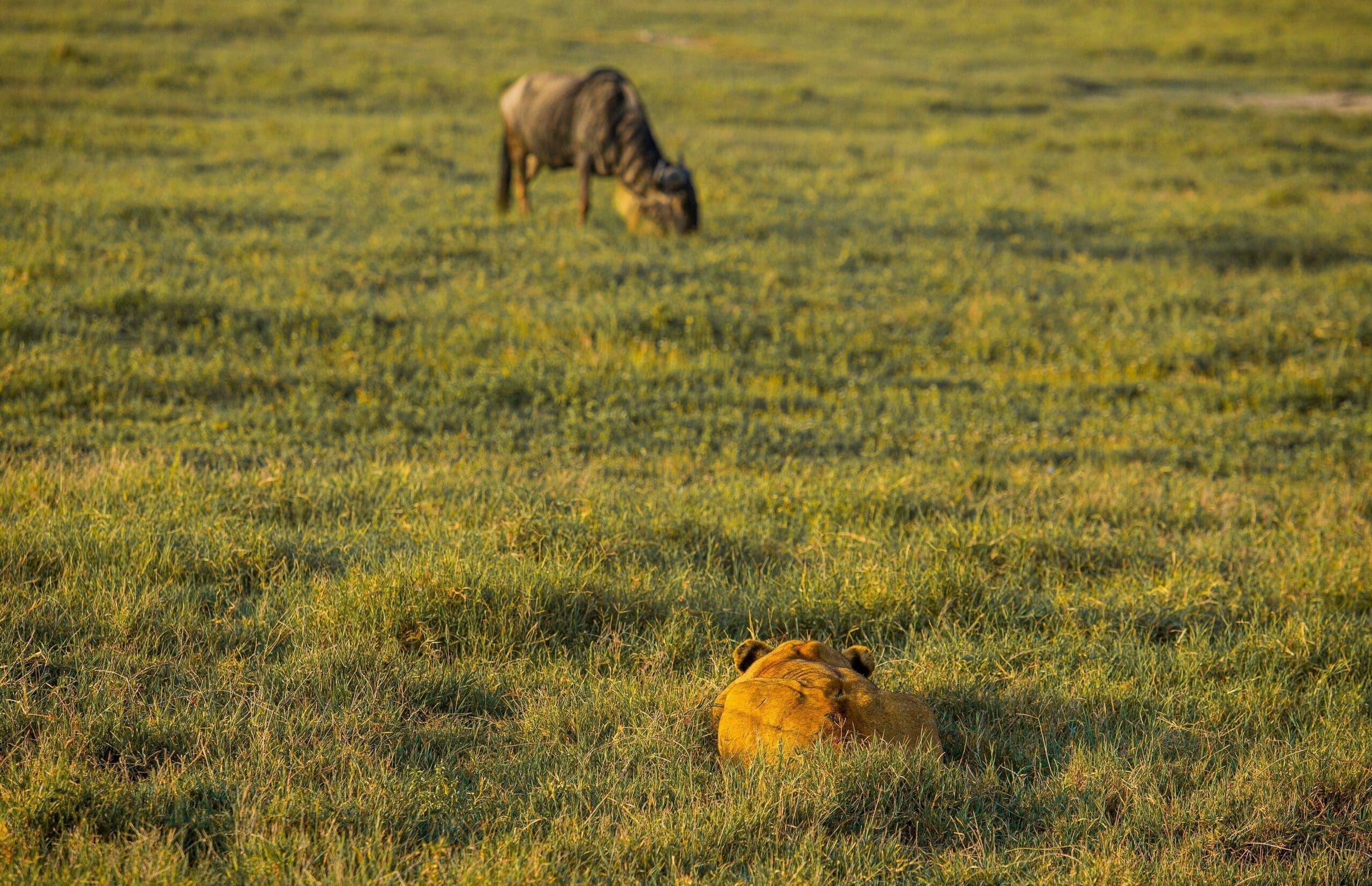 Serengeti National Park