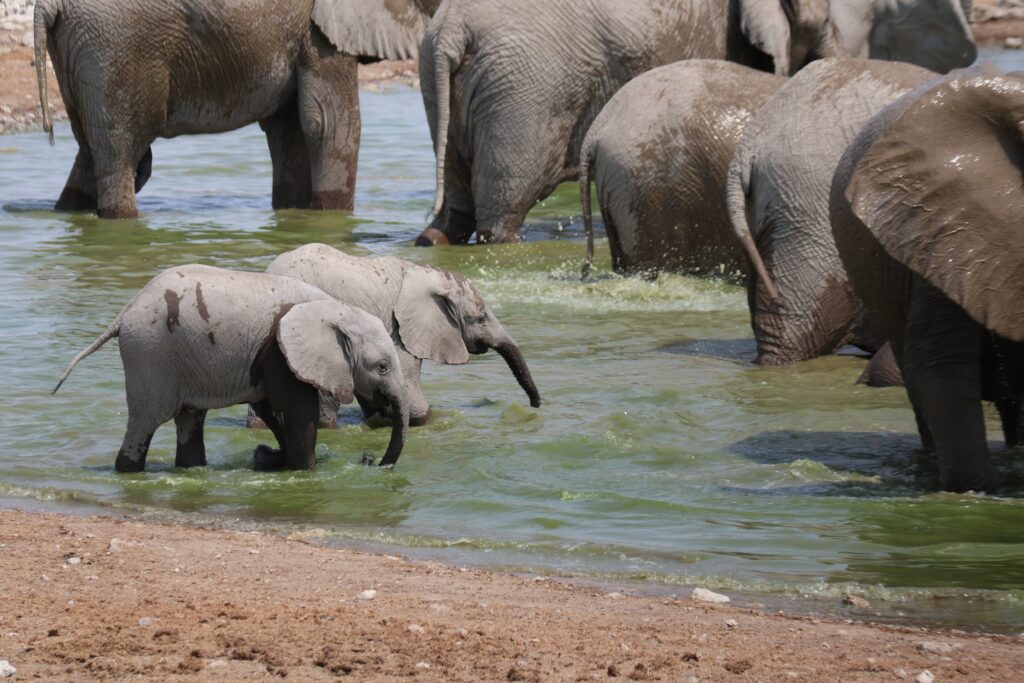 Etosha National Park 