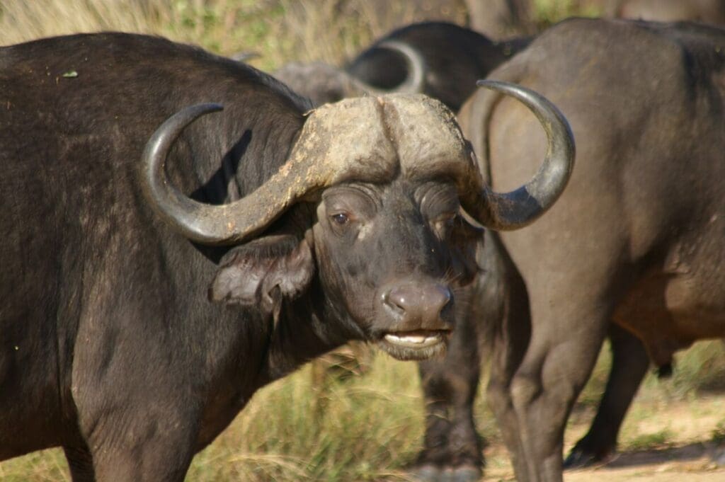 Afrikanischer Büffel