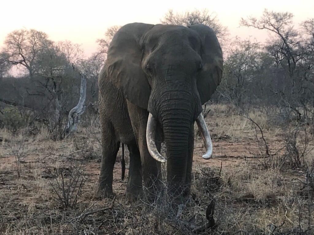 Elefant Stier