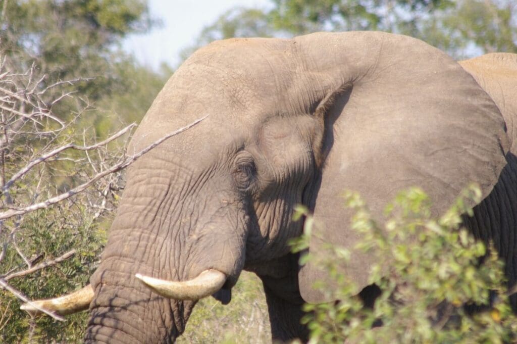 Afrikaanse olifant