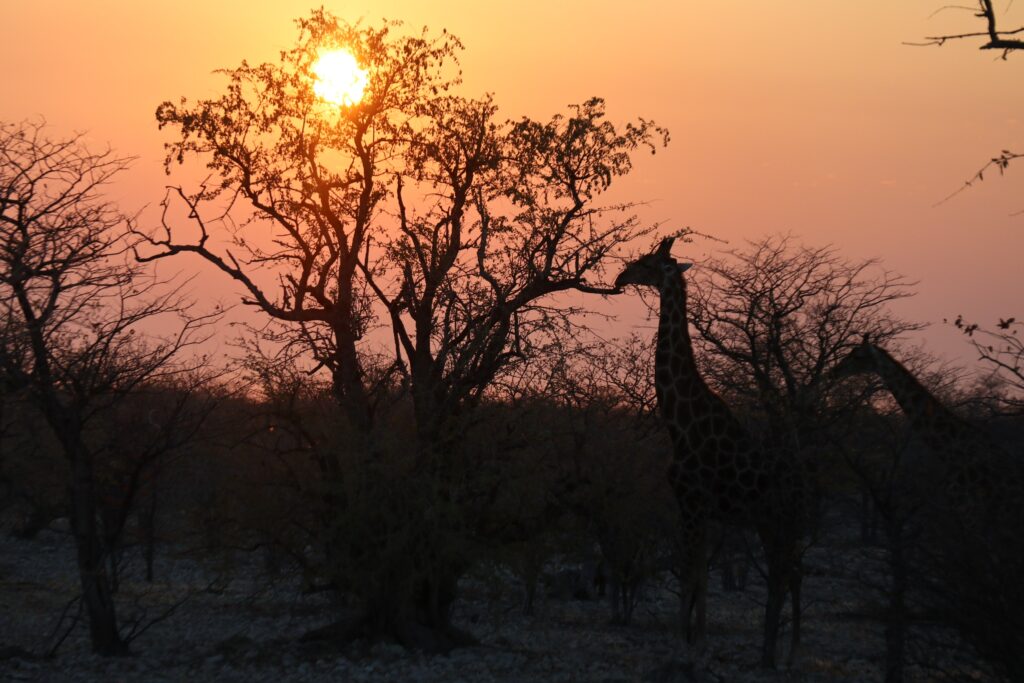 Etosha National Park