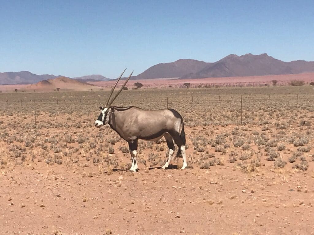 Namíbia Oryx Gazelle