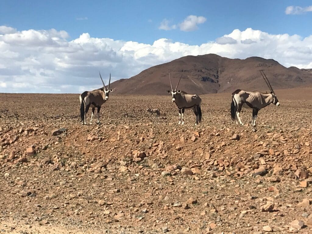 Namib Oryx Gazelle