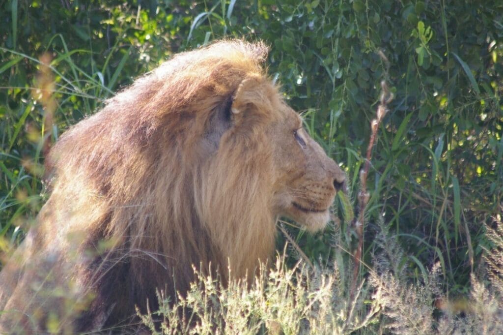 Leão africano