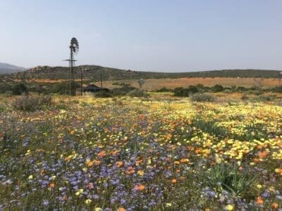 Namaqualand Blumen Flores de Namaqualand