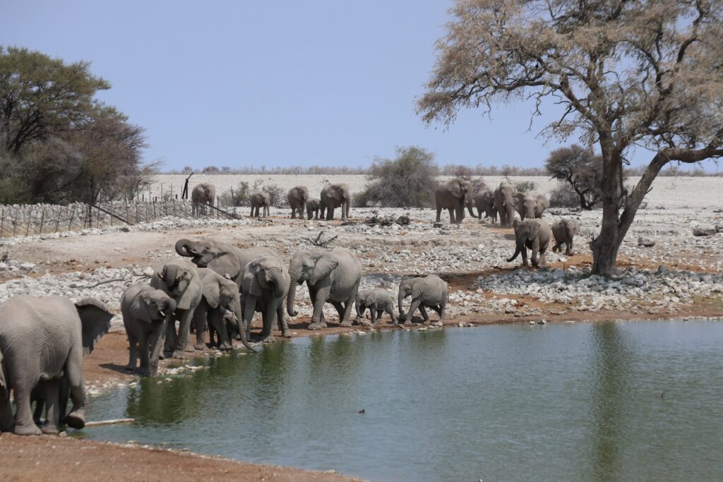 Etosha National Park
Ultimate African Travel Guide