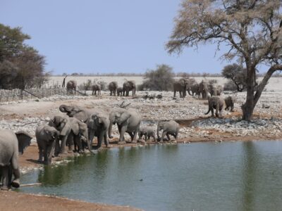 Etosha National Park