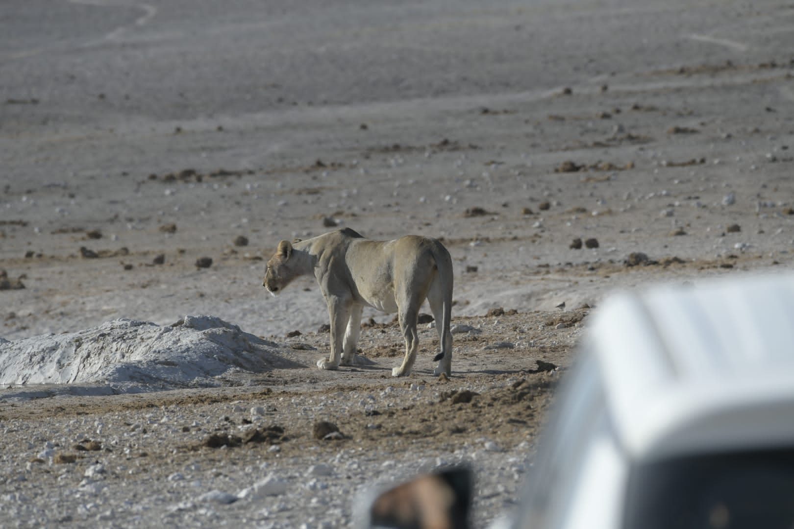 Namibia Tours and Safaris