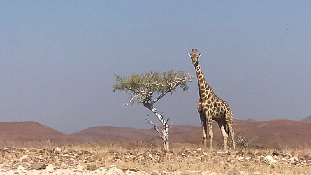 Namibia Tours and Safaris