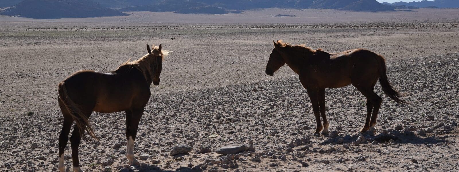 Cavalos selvagens da Namíbia