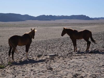 Cavalos selvagens da Namíbia