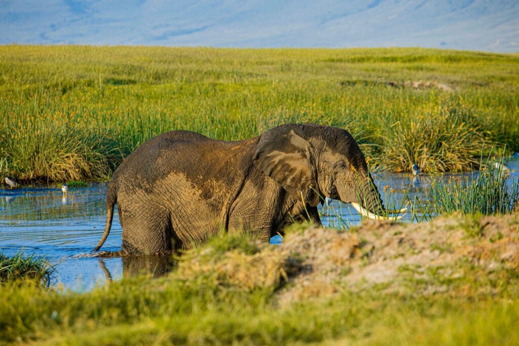 Tanzania Safaris