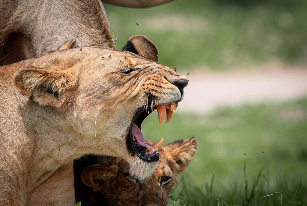 Tarangire National park