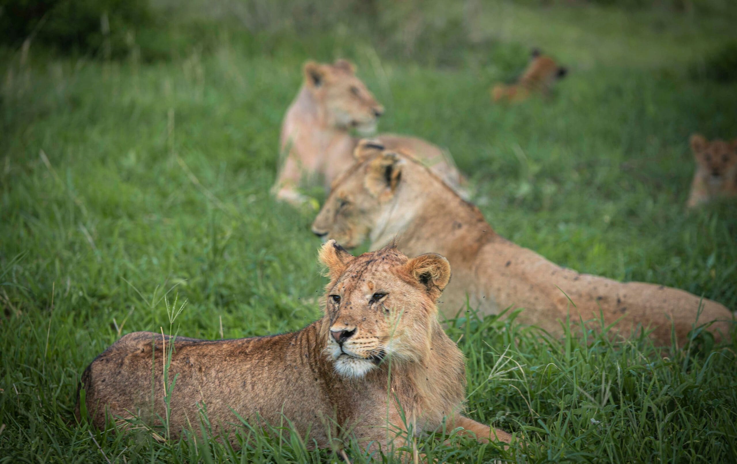 Tarangire Ntional Park