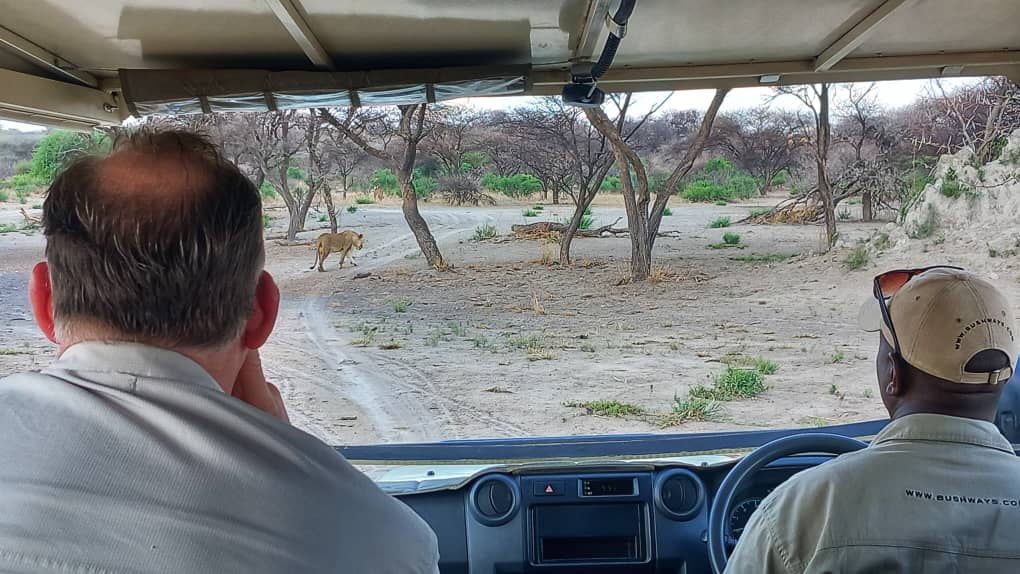 Botswana Game Drive