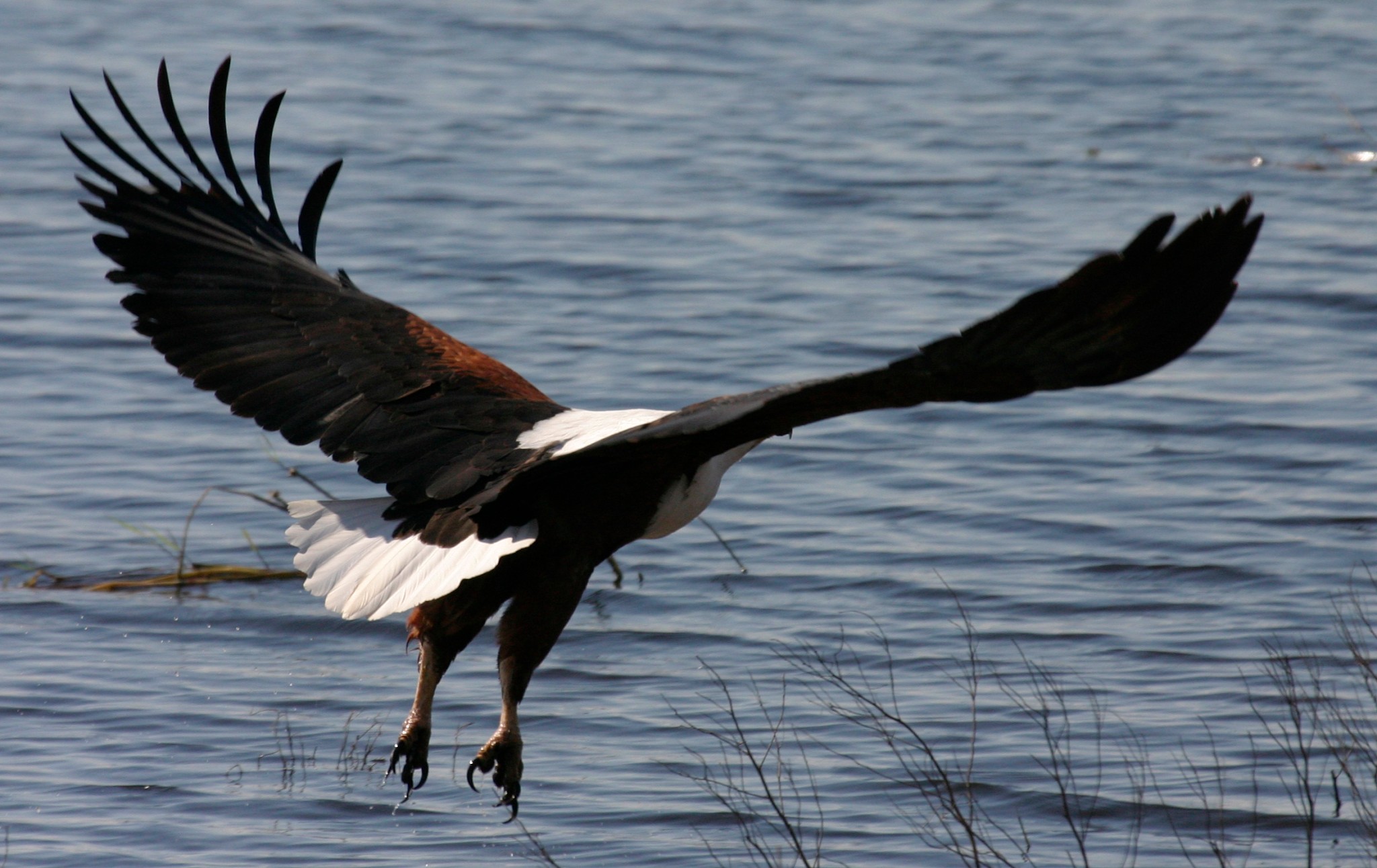 African Fish Eagle